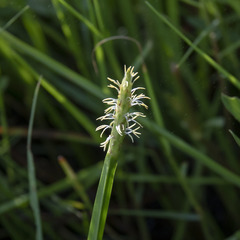 Eleocharis dulcis
