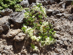 Galium anisophyllon