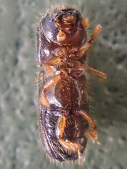 Xyleborinus saxesenii