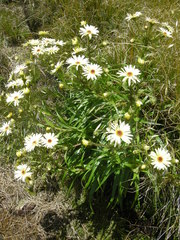 Dolichoglottis scorzoneroides