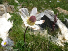 Anemonoides baldensis