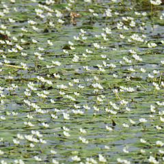 Nymphoides hydrophylla