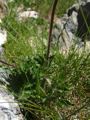 Anemonoides baldensis