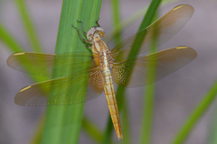 Crocothemis servilia mariannae