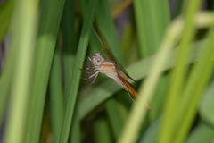 Crocothemis servilia mariannae