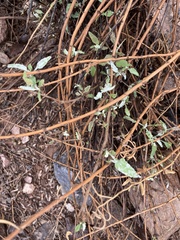 Ambrosia ambrosioides