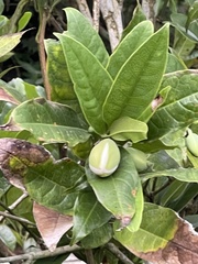 Magnolia