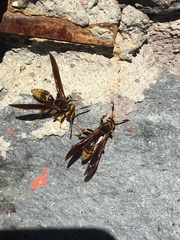 Polistes comanchus navajoe