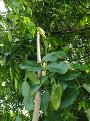 Platymiscium pinnatum