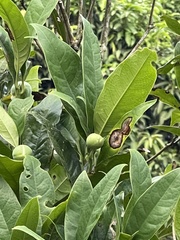 Magnolia