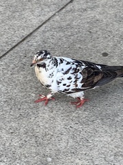 Columba livia domestica