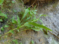 Epipactis gigantea