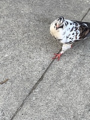 Columba livia domestica