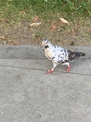 Columba livia domestica