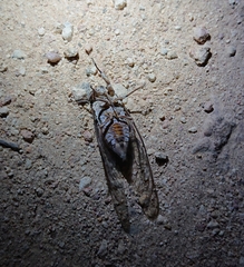 Cicada barbara lusitanica