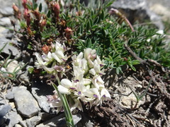 Astragalus australis