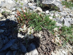 Astragalus australis