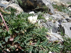 Astragalus australis