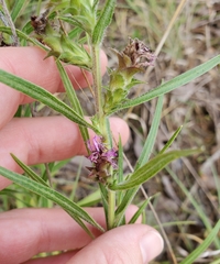 Liatris squarrosa