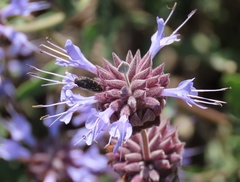 Acmaeodera dolorosa