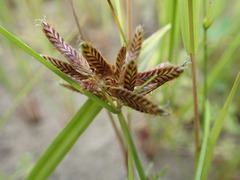 Cyperus diandrus