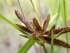 Cyperus diandrus