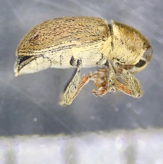 Tychius stephensi