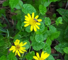 Thecophora fulvipes