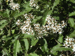 Olearia × macrodonta