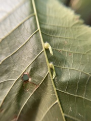 Caryomyia ansericollum