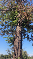 Sequoia sempervirens