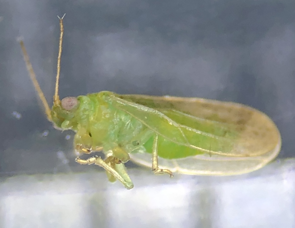Craspedolepta veaziei