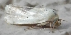 Ponometia libedis