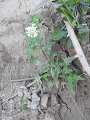Solanum pilcomayense