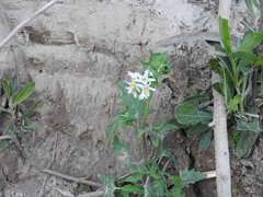 Solanum pilcomayense
