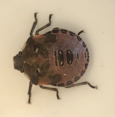 Dendrocoris