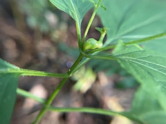 Asphondylia eupatorii