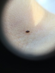 Coleoptera