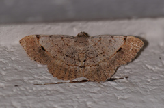 Frederickia flaviterminata