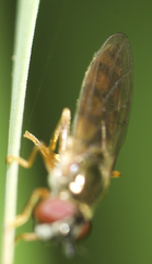 Platycheirus quadratus