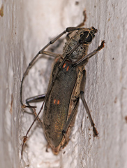 Susuacanga stigmatica