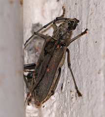 Susuacanga stigmatica