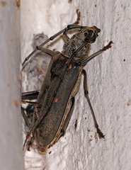 Susuacanga stigmatica