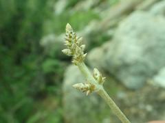 Froelichia arizonica