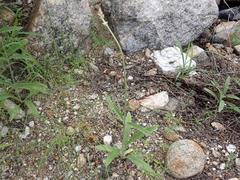 Froelichia arizonica