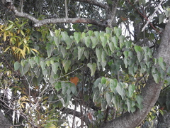 Croton urucurana