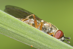 Platycheirus quadratus