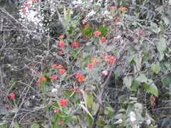 Pseudogynoxys benthamii