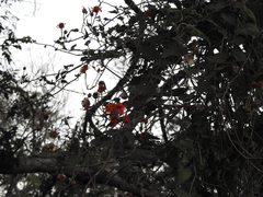 Pseudogynoxys benthamii