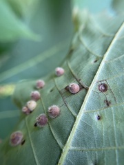 Caryomyia hirtidolium